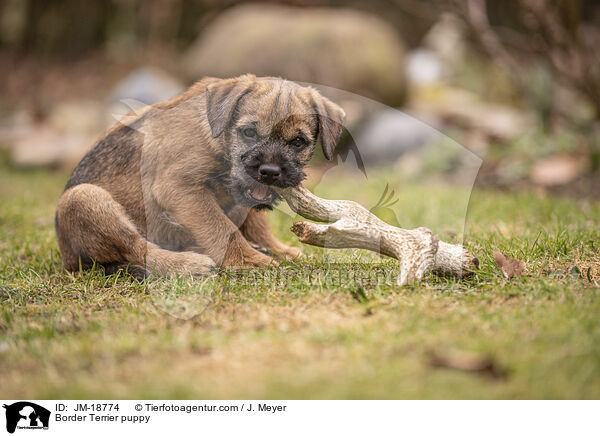 Border Terrier puppy / JM-18774