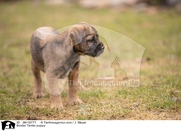 Border Terrier puppy / JM-18777