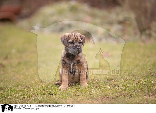 Border Terrier puppy / JM-18778