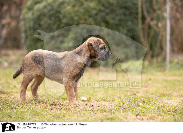 Border Terrier puppy / JM-18779