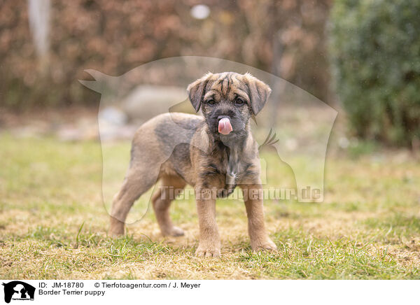 Border Terrier puppy / JM-18780