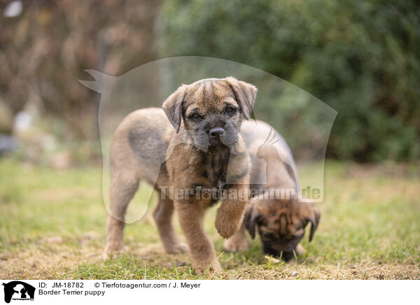 Border Terrier Welpe / Border Terrier puppy / JM-18782
