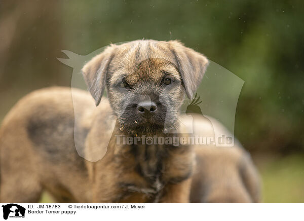 Border Terrier puppy / JM-18783