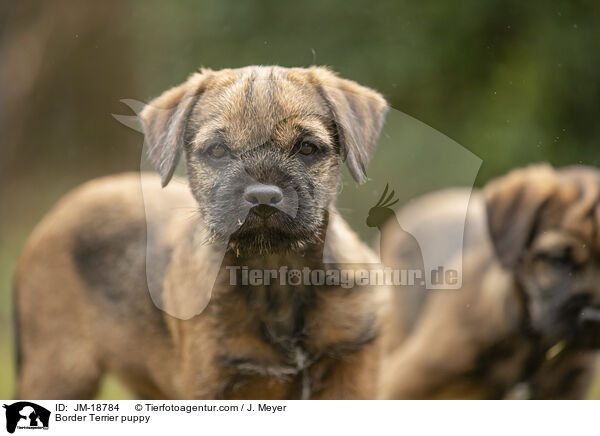 Border Terrier puppy / JM-18784