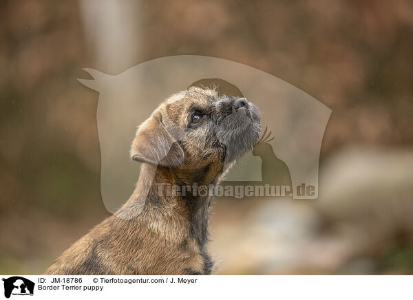 Border Terrier puppy / JM-18786