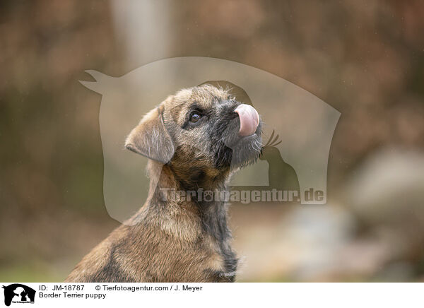 Border Terrier Welpe / Border Terrier puppy / JM-18787