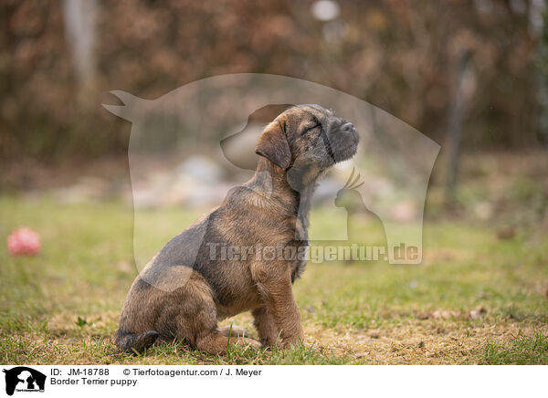 Border Terrier puppy / JM-18788