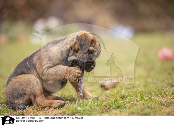 Border Terrier puppy / JM-18790