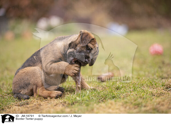 Border Terrier puppy / JM-18791