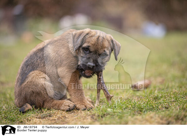 Border Terrier Welpe / Border Terrier puppy / JM-18794