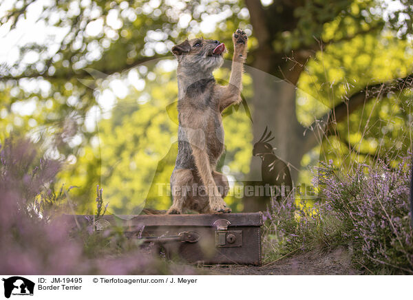 Border Terrier / Border Terrier / JM-19495