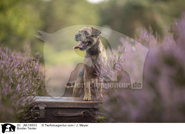 Border Terrier / Border Terrier / JM-19503