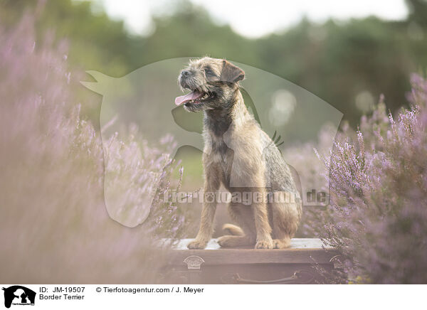Border Terrier / Border Terrier / JM-19507