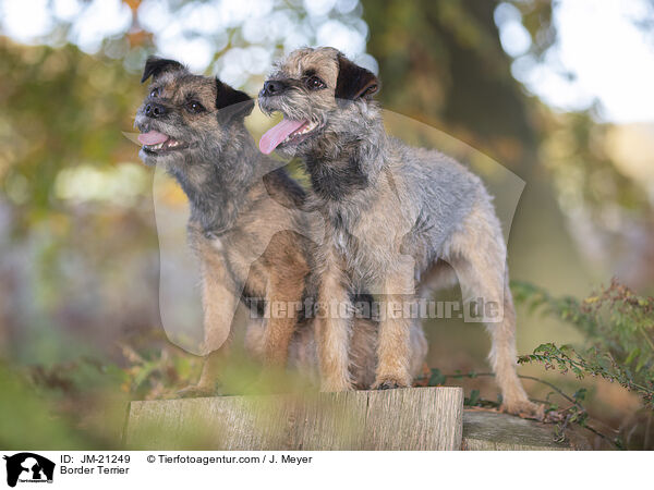 Border Terrier / Border Terrier / JM-21249