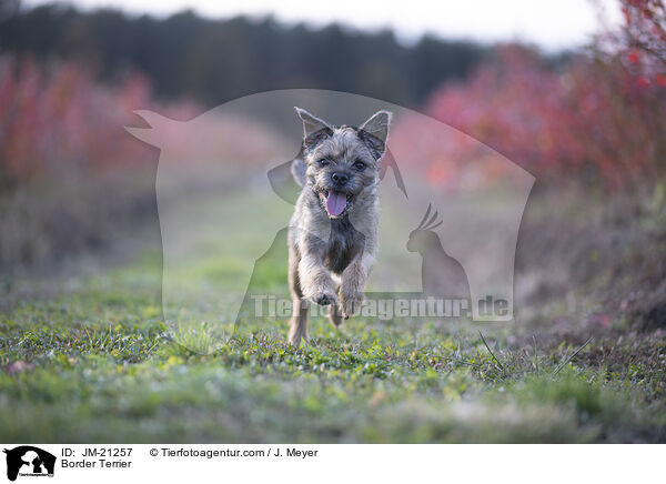 Border Terrier / Border Terrier / JM-21257