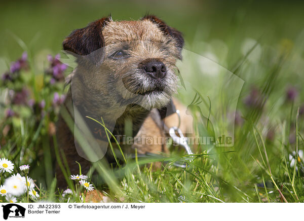 Border Terrier / Border Terrier / JM-22393