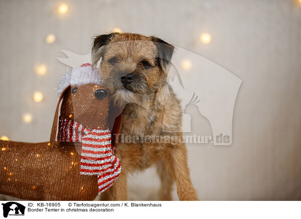 Border Terrier in Weihnachtsdeko / Border Terrier in christmas decoration / KB-16905