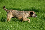 walking Border Terrier