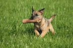 retrieving Border Terrier