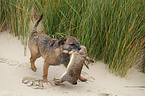 retrieving Border Terrier