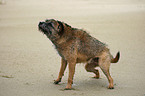 Border Terrier