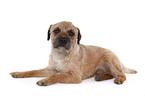 lying Border Terrier