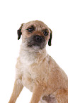 Border Terrier Portrait