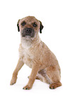 sitting Border Terrier