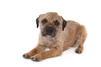 lying Border Terrier