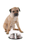 sitting Border Terrier