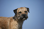 Border Terrier Portrait