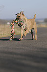 playing Border Terrier