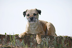 lying Border Terrier