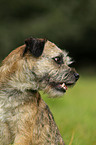 Border Terrier Portrait