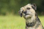 Border Terrier Portrait