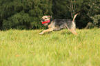 playing Border Terrier