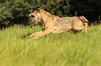 running Border Terrier