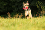 playing Border Terrier