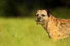 Border Terrier Portrait