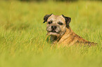 Border Terrier Portrait