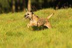 running Border Terrier