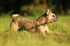 playing Border Terrier