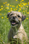 Border Terrier Portrait