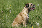 sitting Border Terrier