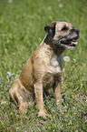 sitting Border Terrier