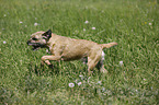 running Border Terrier