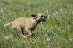 running Border Terrier