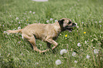 running Border Terrier