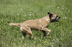 running Border Terrier