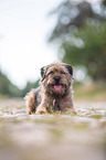 lying Border Terrier